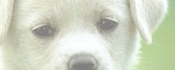 junior